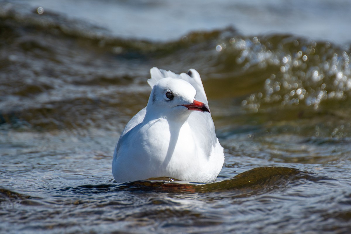 Brown-hooded Gull - ML620718472