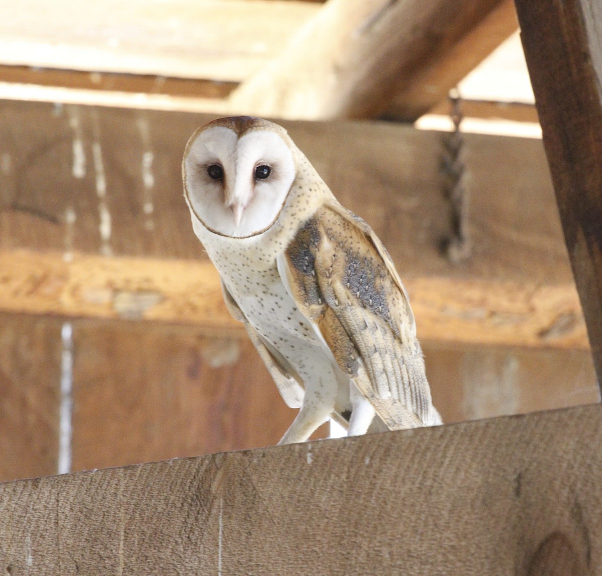 Barn Owl - ML620718473