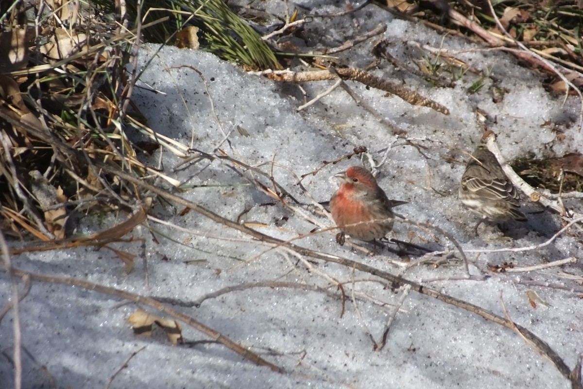 House Finch - ML620718480