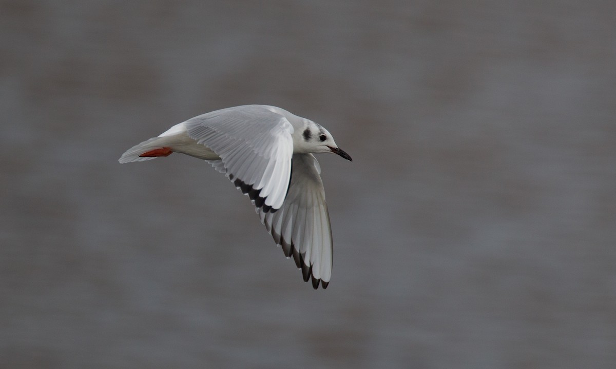 Bonaparte's Gull - ML620718483