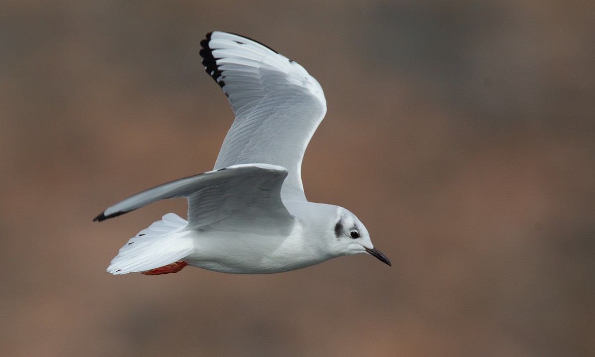 Bonaparte's Gull - ML620718487