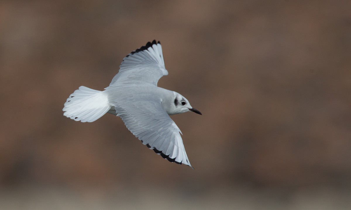 Bonaparte's Gull - ML620718488