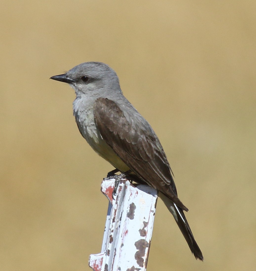 Western Kingbird - ML620718490