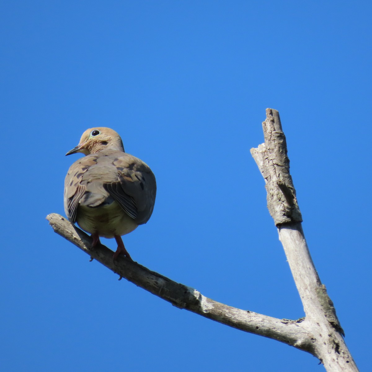 Mourning Dove - ML620718504