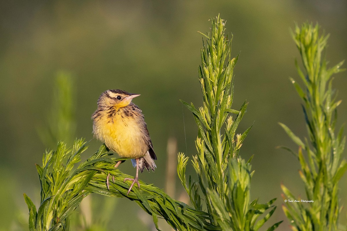 Eastern Meadowlark - Todd Arcos