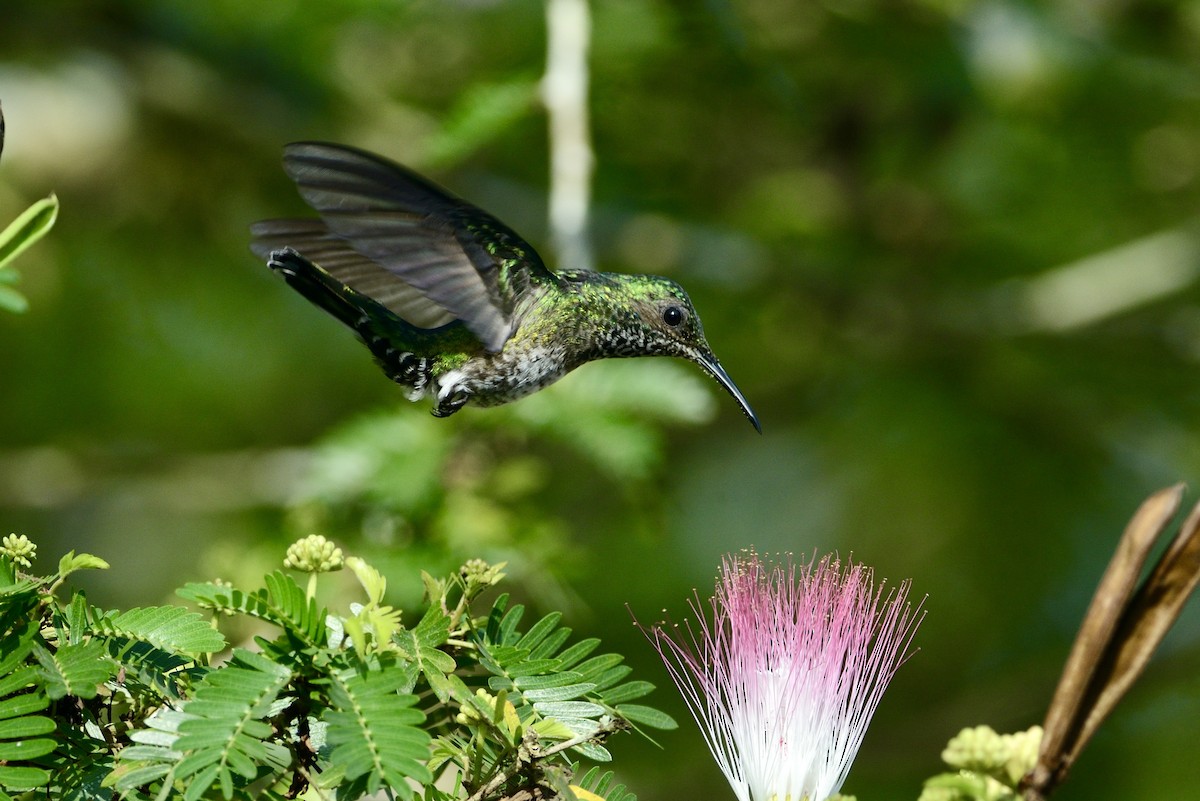 White-necked Jacobin - ML620718509