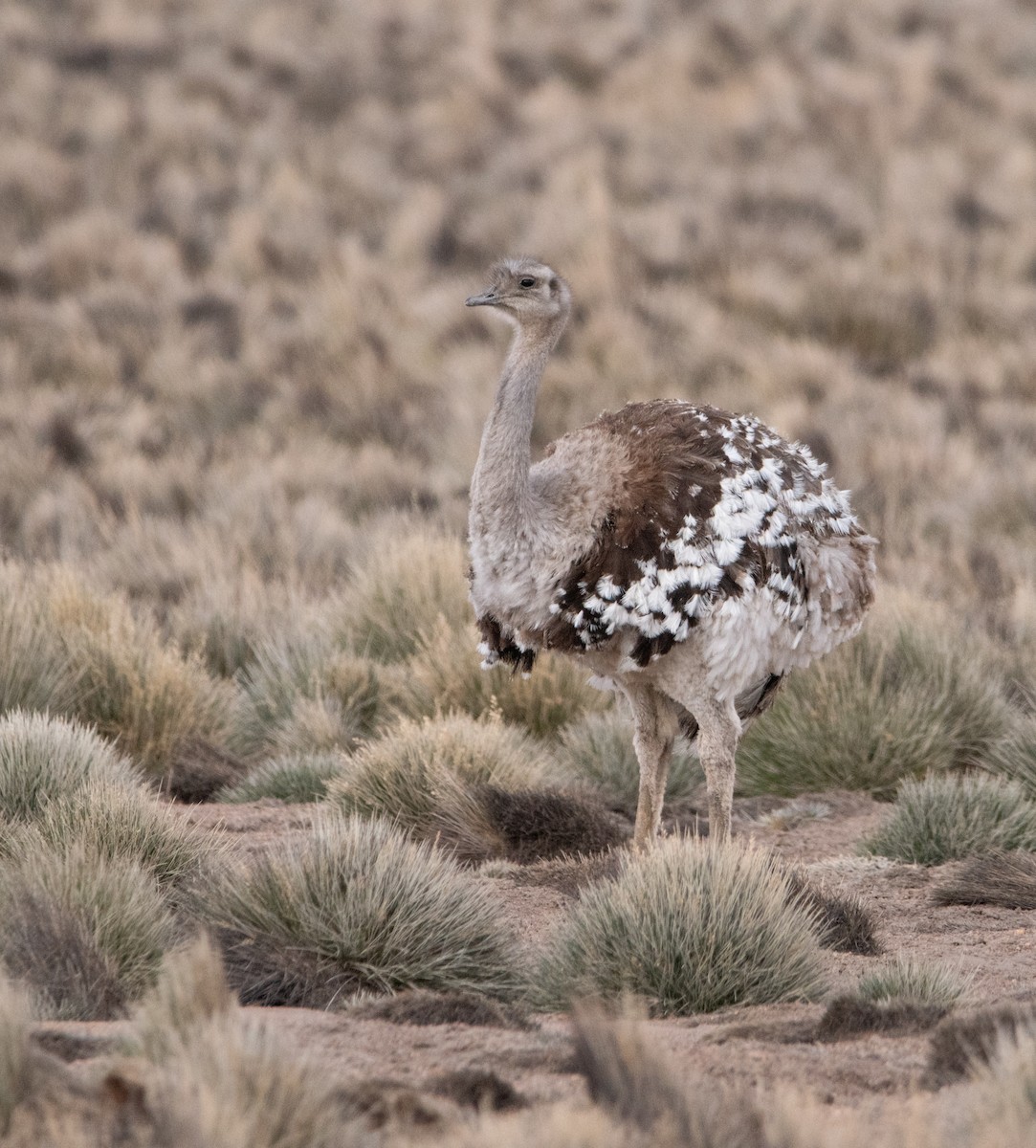 Lesser Rhea - ML620718514