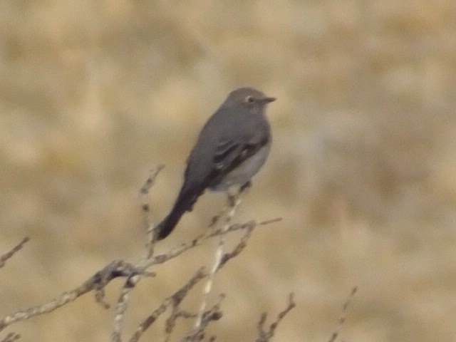 Townsend's Solitaire - ML620718525