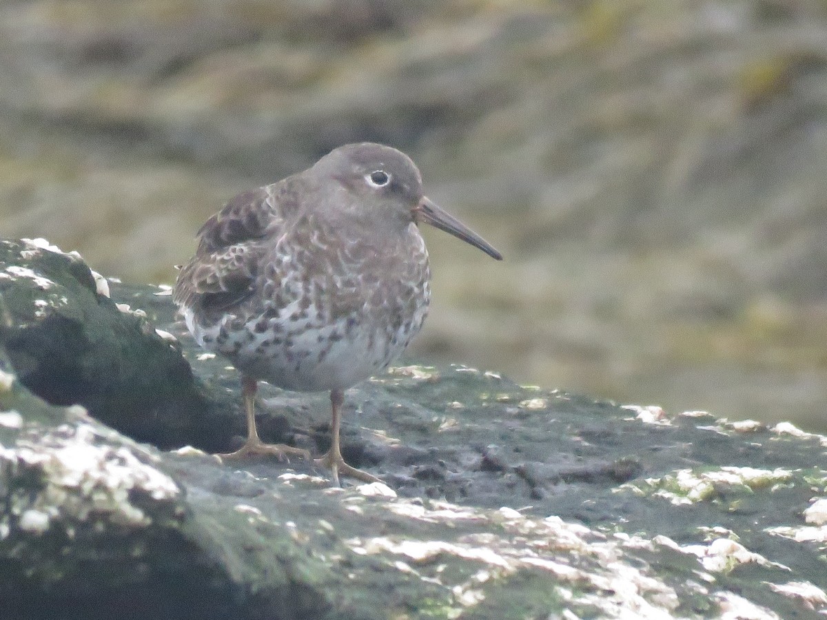 Purple Sandpiper - ML620718526