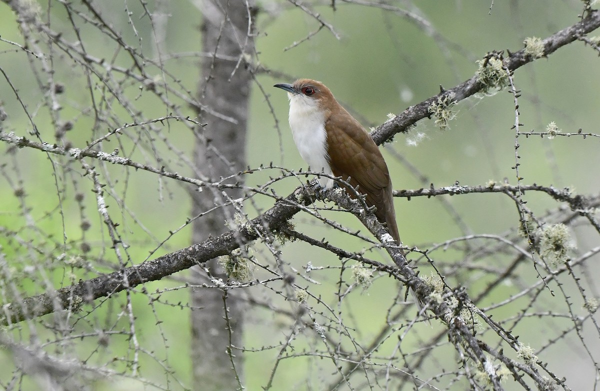 Black-billed Cuckoo - ML620718528