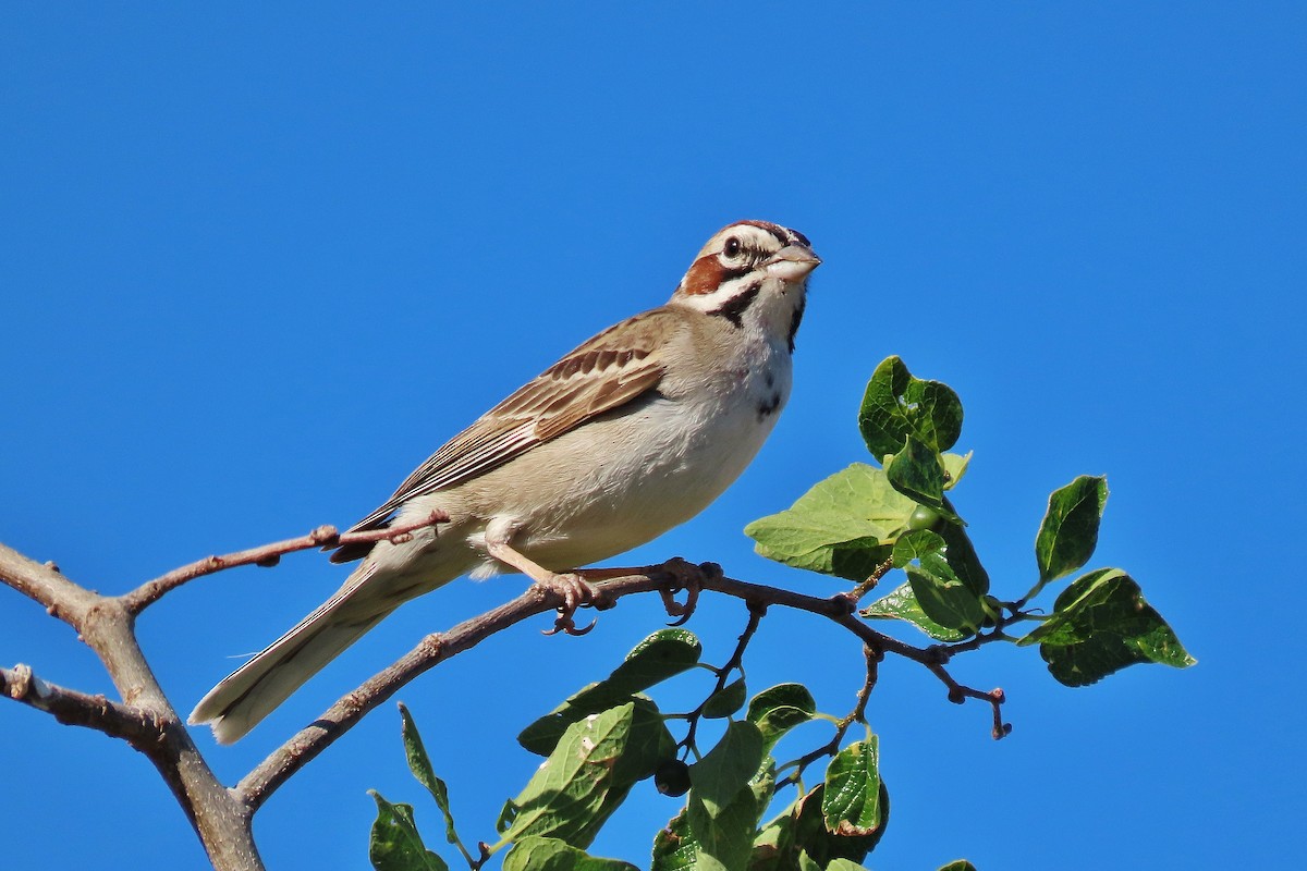 Lark Sparrow - ML620718530