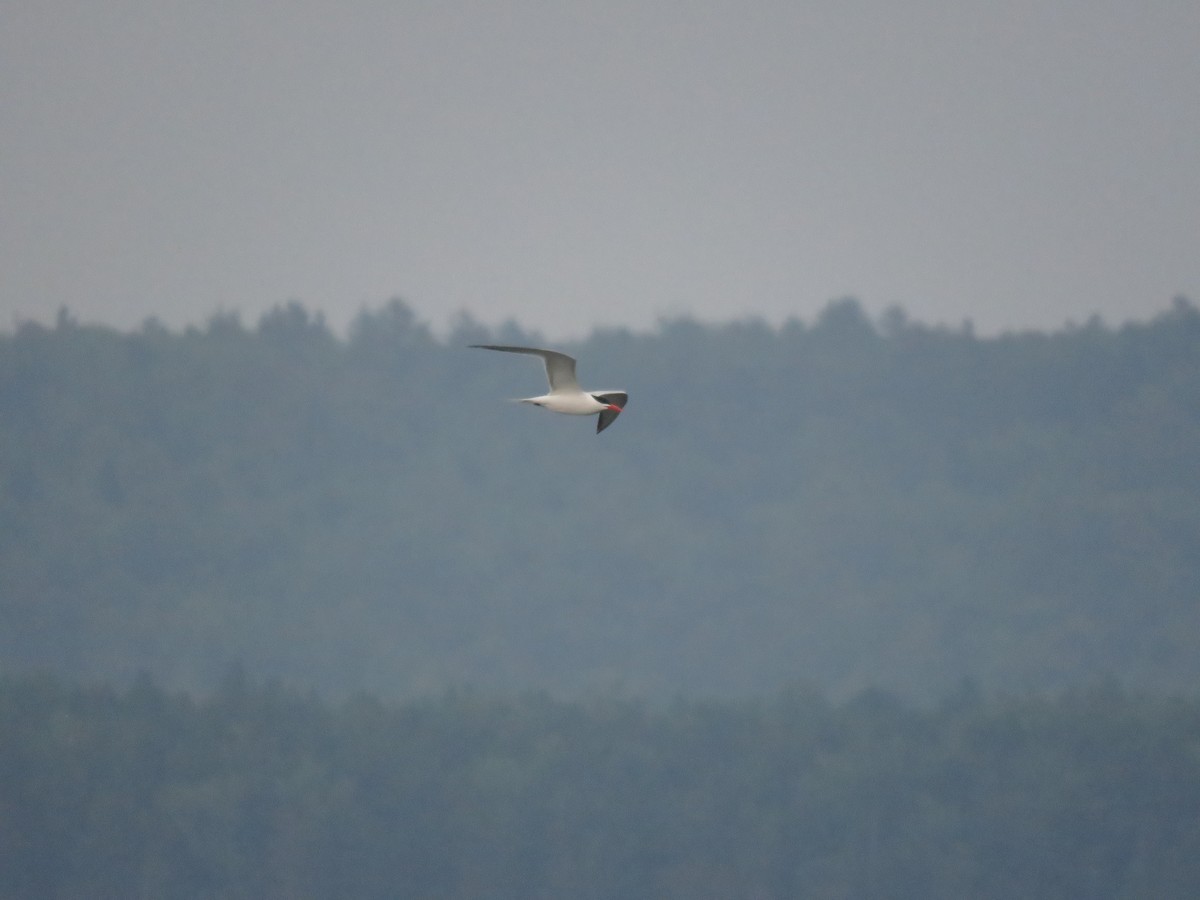 Caspian Tern - ML620718533