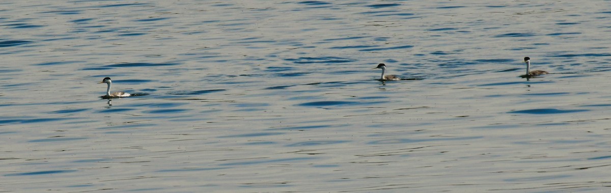 Clark's Grebe - ML620718537