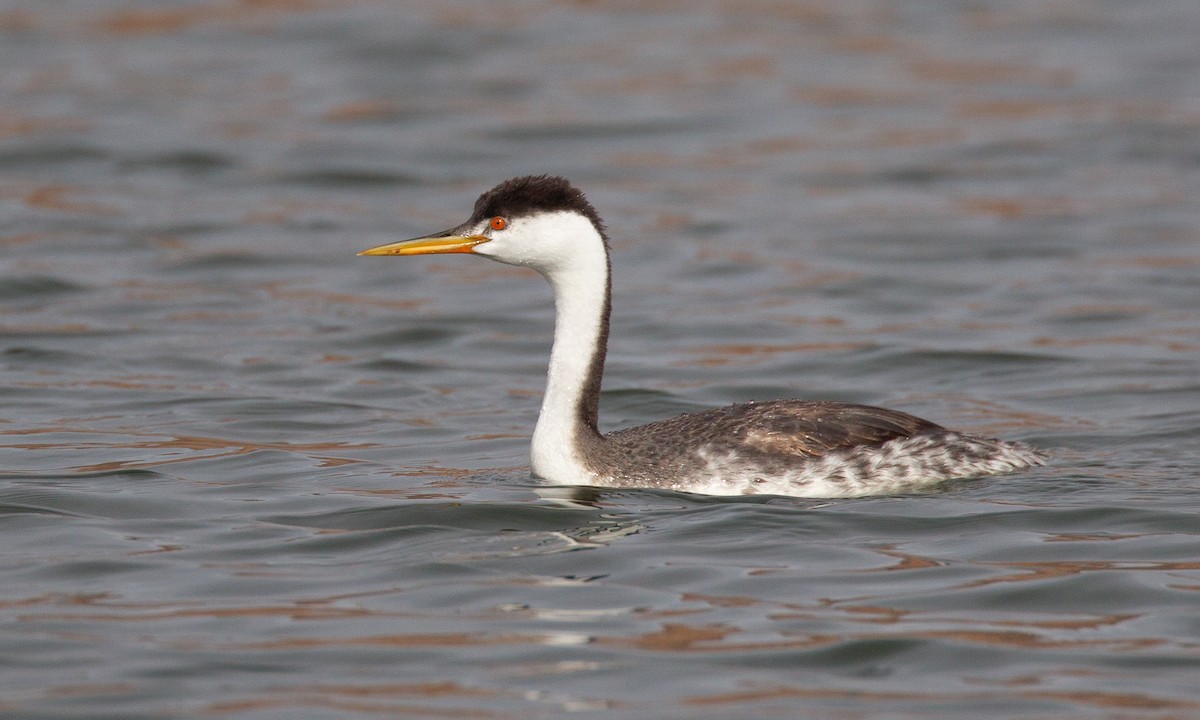 Western/Clark's Grebe - ML620718539