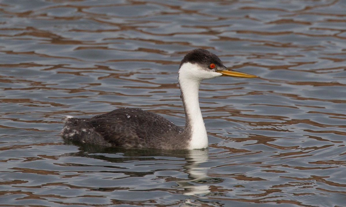 Western Grebe - Chris Wood