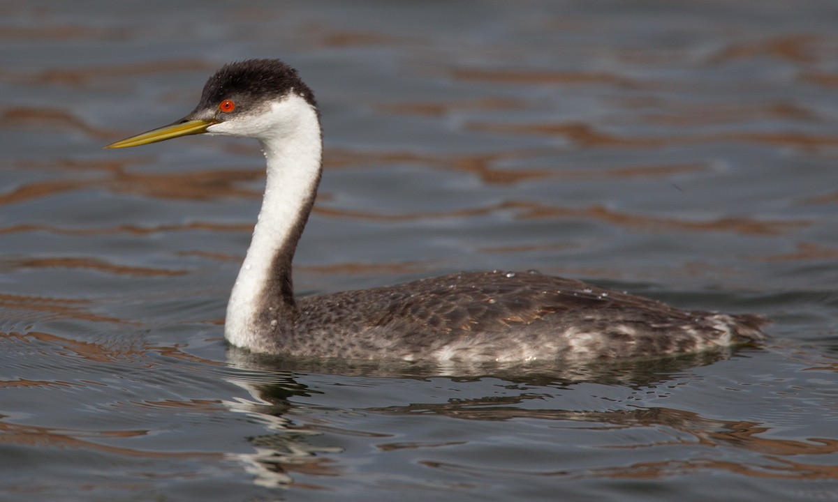 Western Grebe - ML620718550