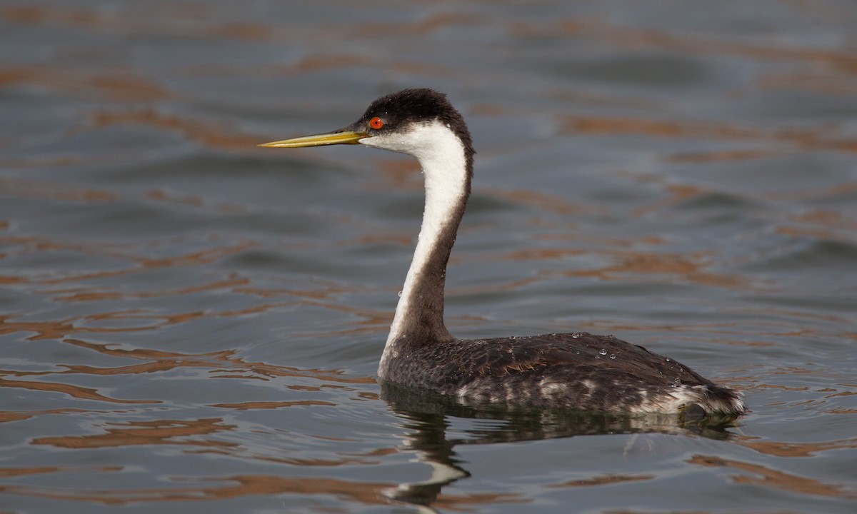 Western Grebe - ML620718551