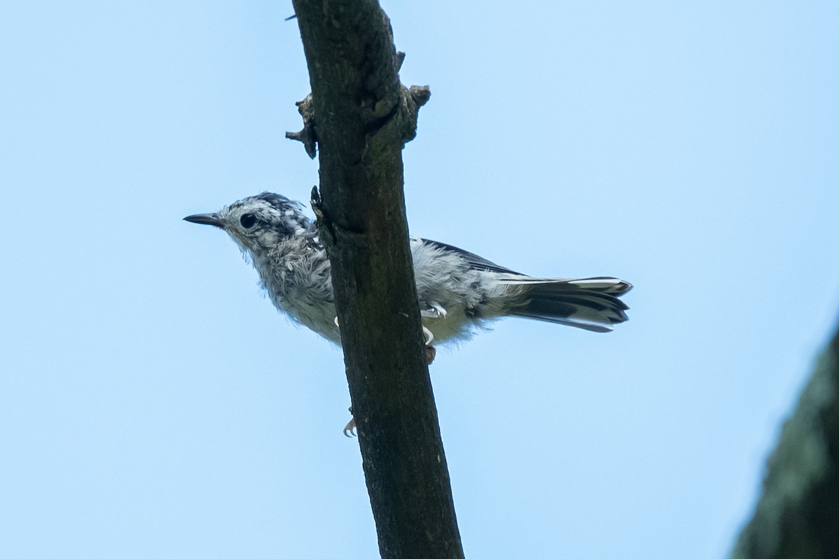 Black-and-white Warbler - ML620718554