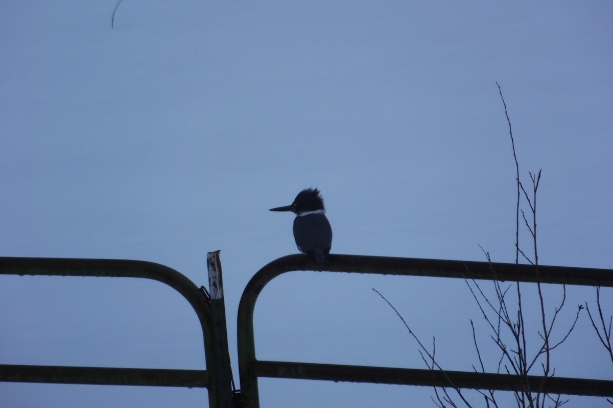 Belted Kingfisher - ML620718560