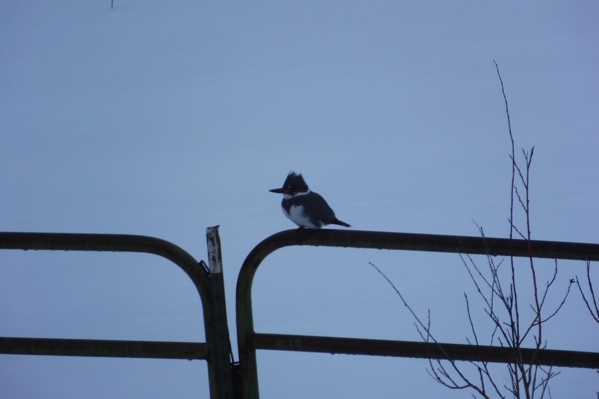 Belted Kingfisher - ML620718563