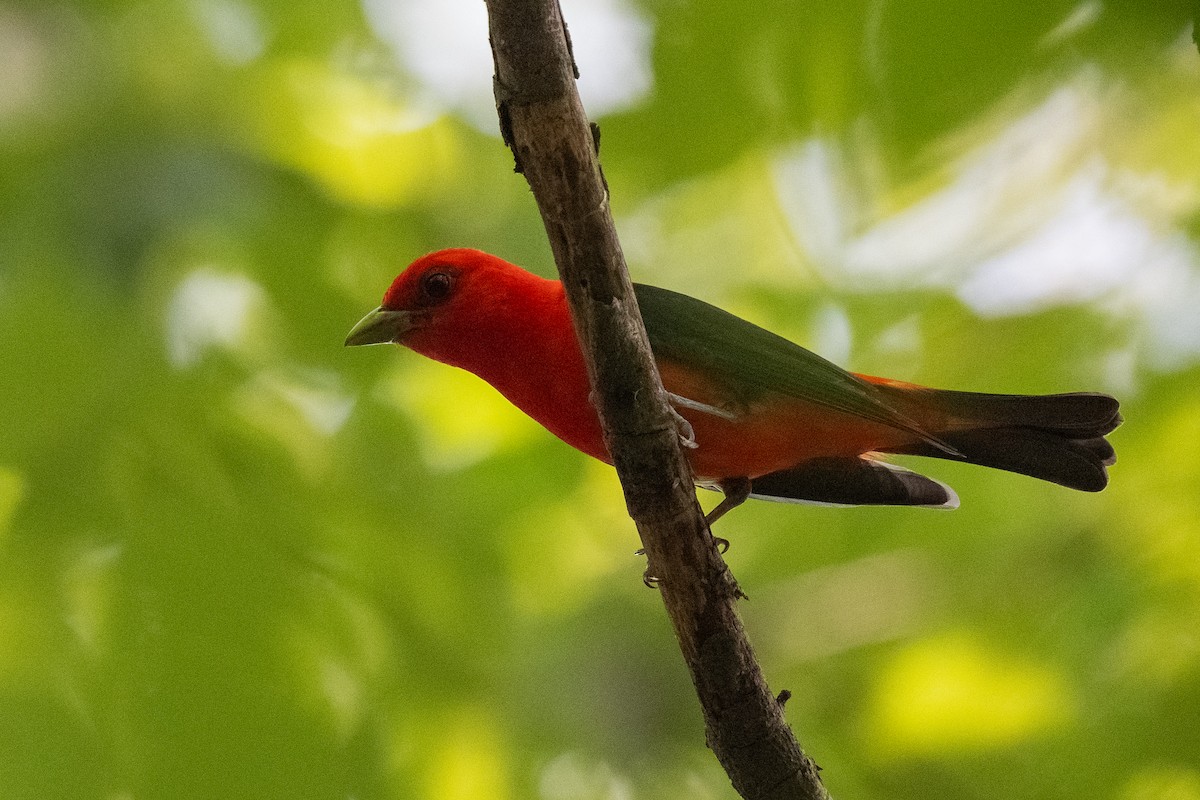 Scarlet Tanager - ML620718564