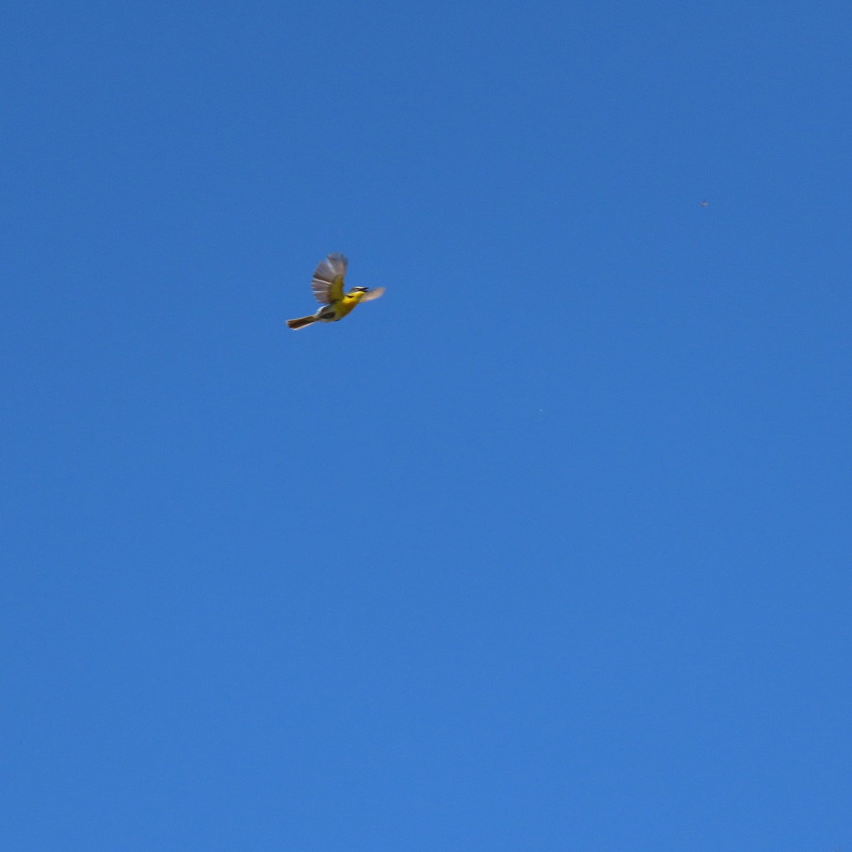 Yellow-breasted Chat - ML620718573