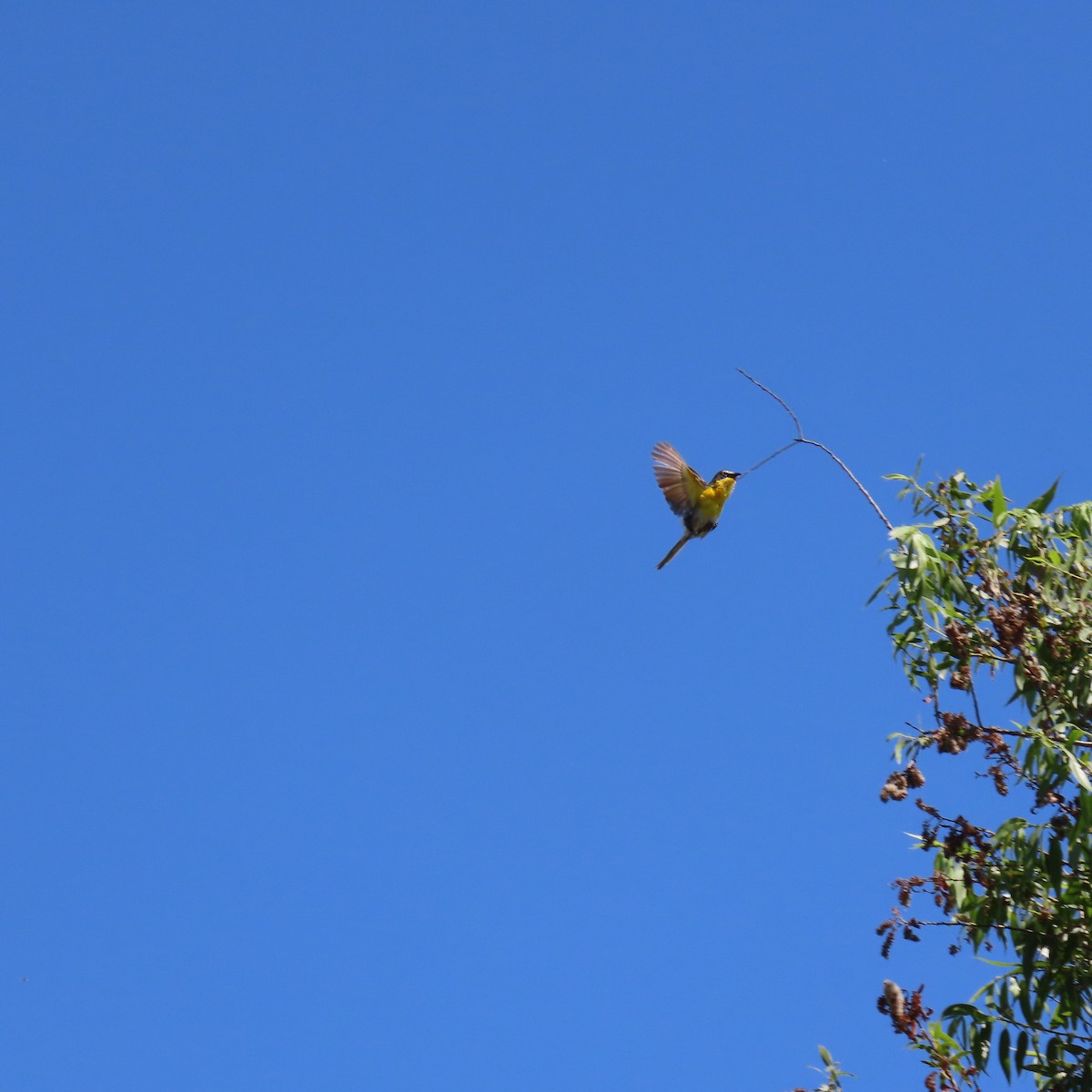 Yellow-breasted Chat - ML620718582