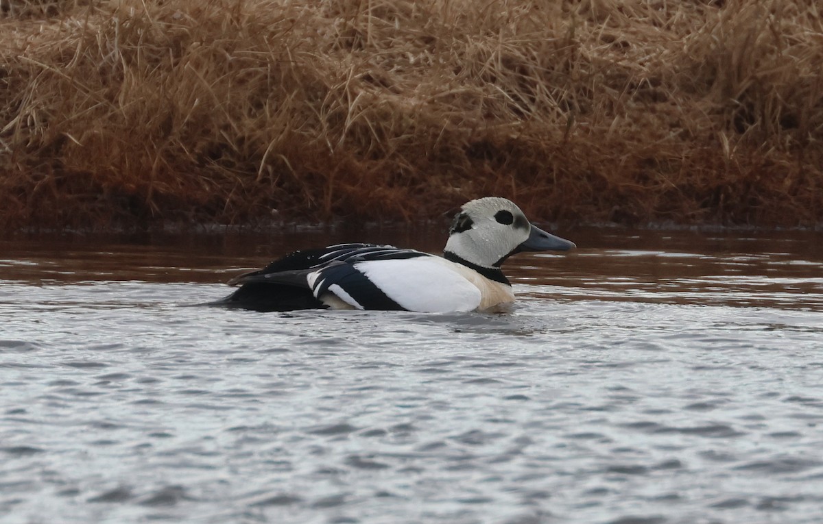 Steller's Eider - ML620718583