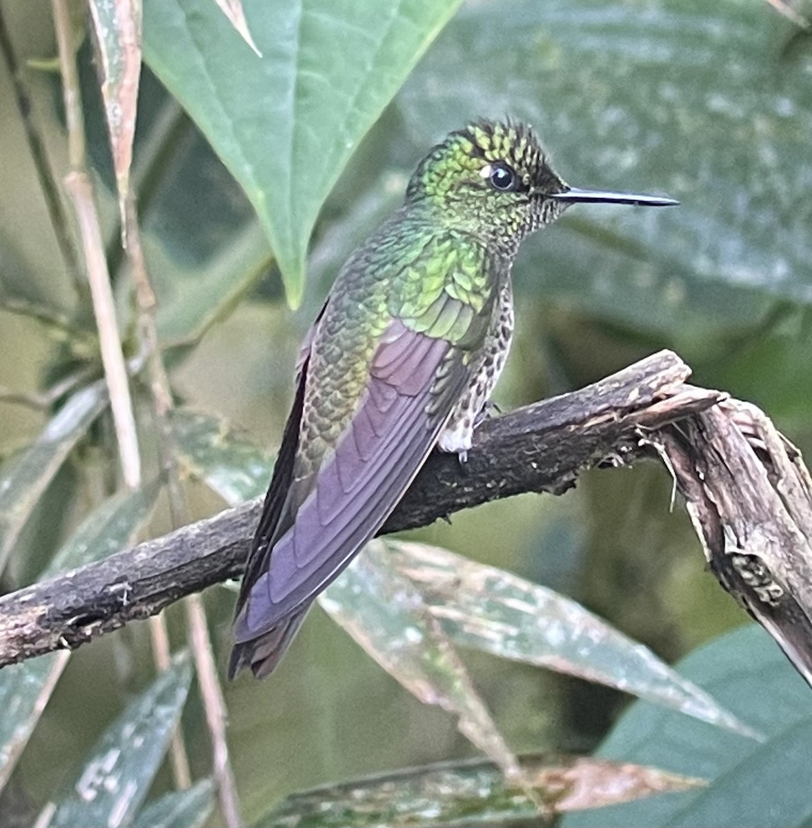 Buff-tailed Coronet - ML620718584