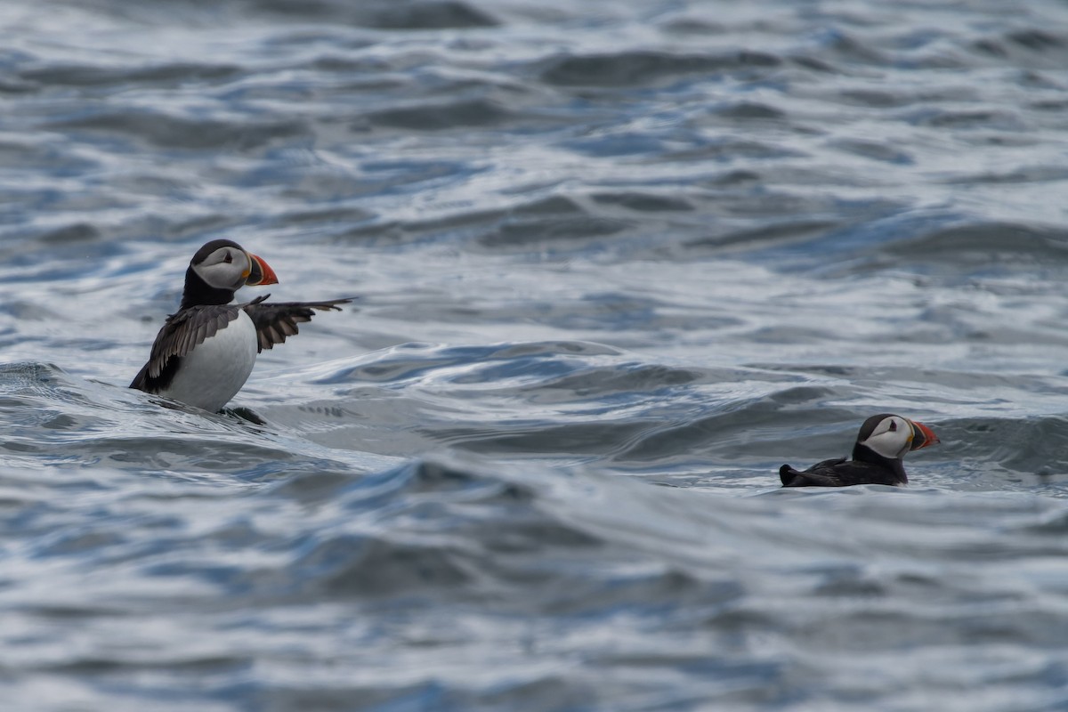 Atlantic Puffin - ML620718589