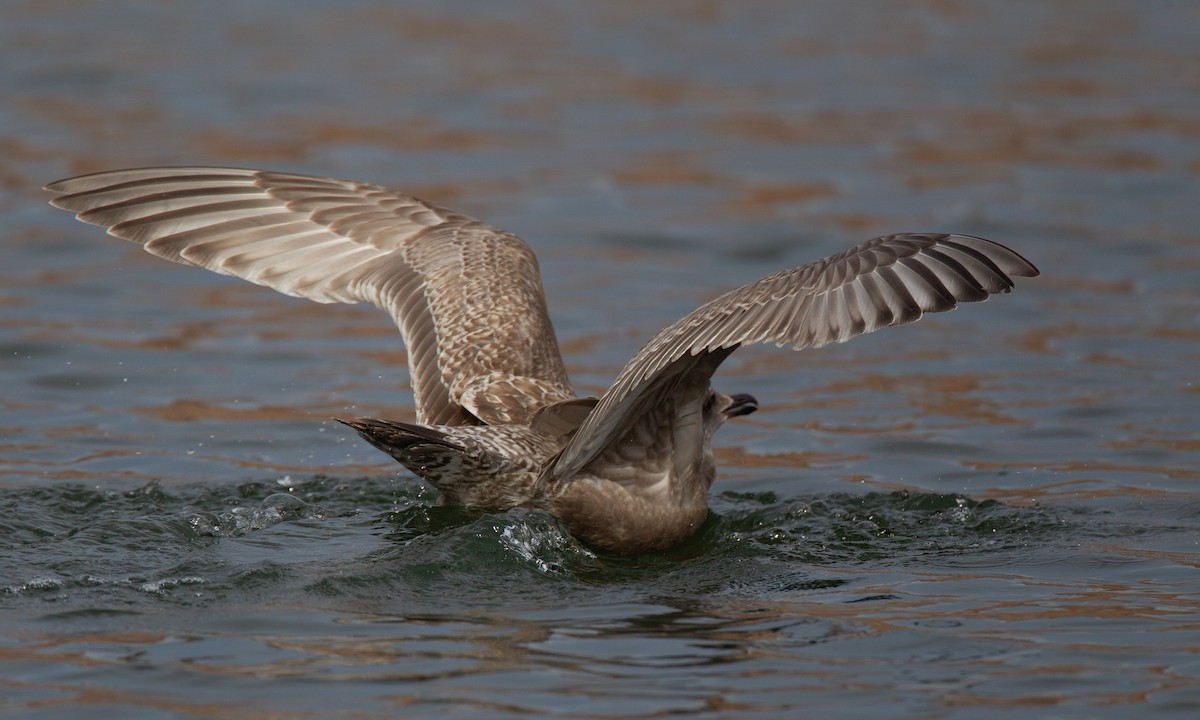 Iceland Gull (Thayer's) - ML620718596