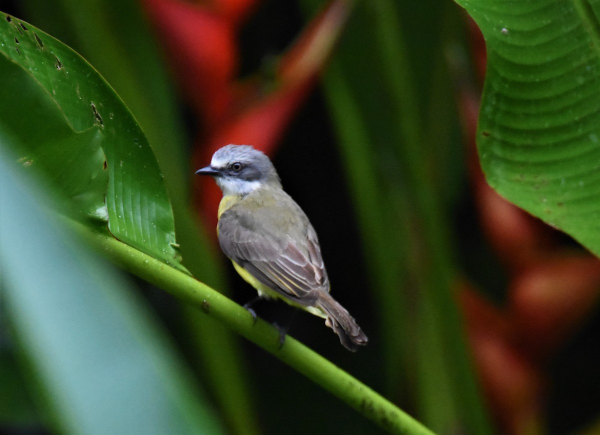 Gray-capped Flycatcher - ML620718599