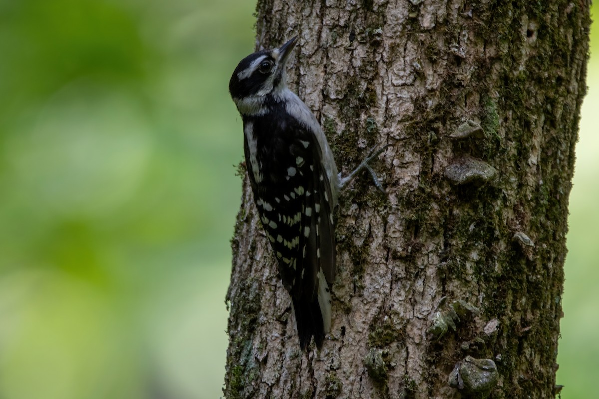 Downy Woodpecker - ML620718603