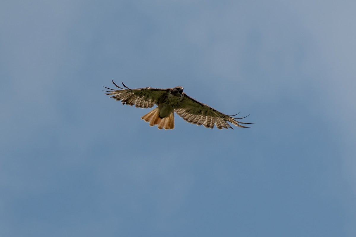 Red-tailed Hawk - ML620718610