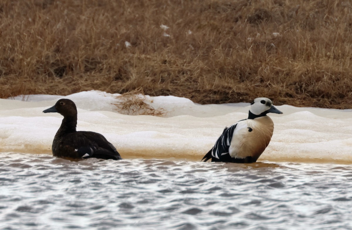 Steller's Eider - John Drummond