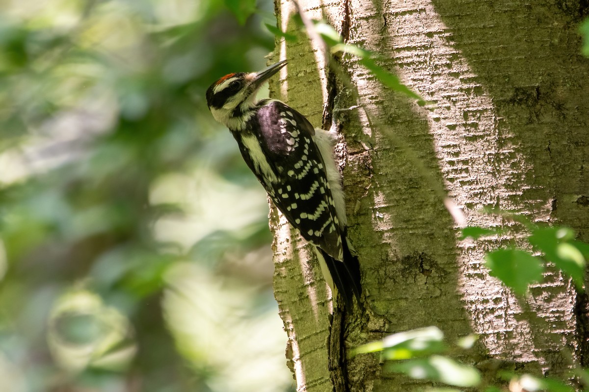 Hairy Woodpecker - ML620718613