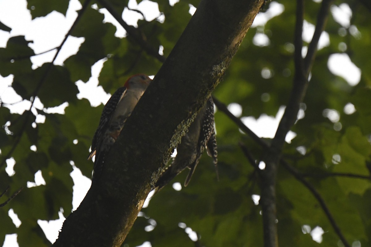 Red-bellied Woodpecker - ML620718614