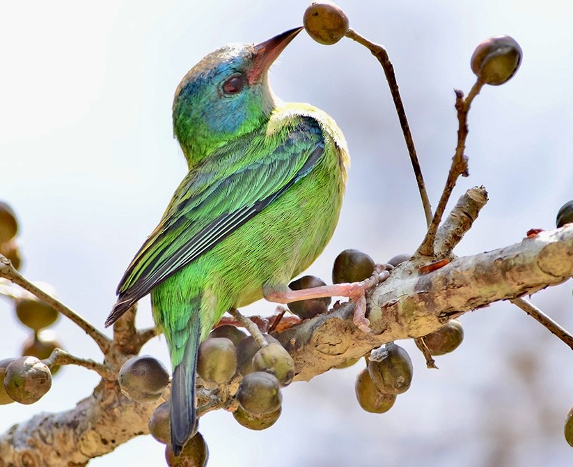 Blue Dacnis - jianping dong