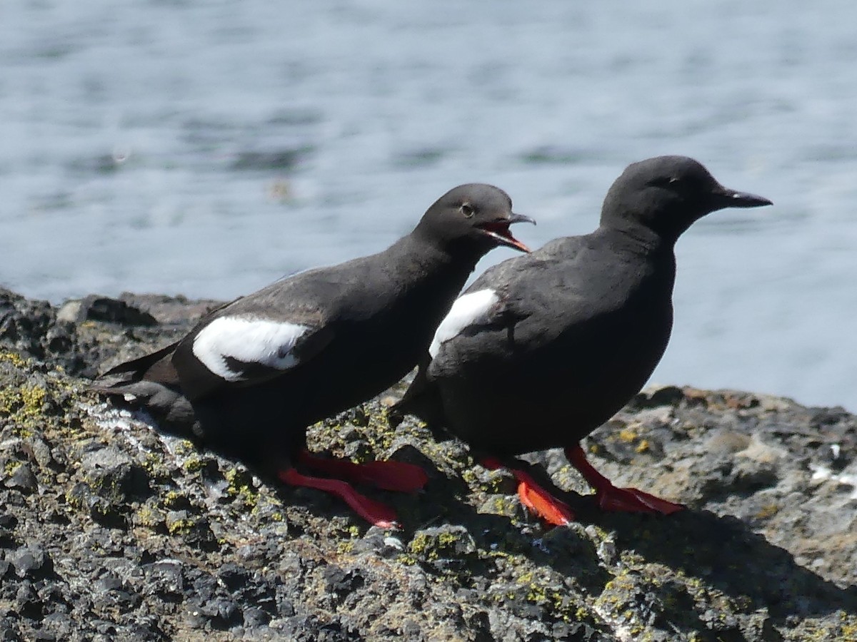 Pigeon Guillemot - ML620718617