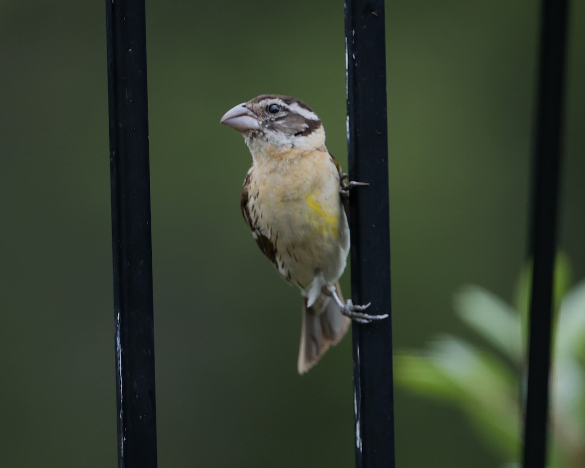 Cardinal à tête noire - ML620718618