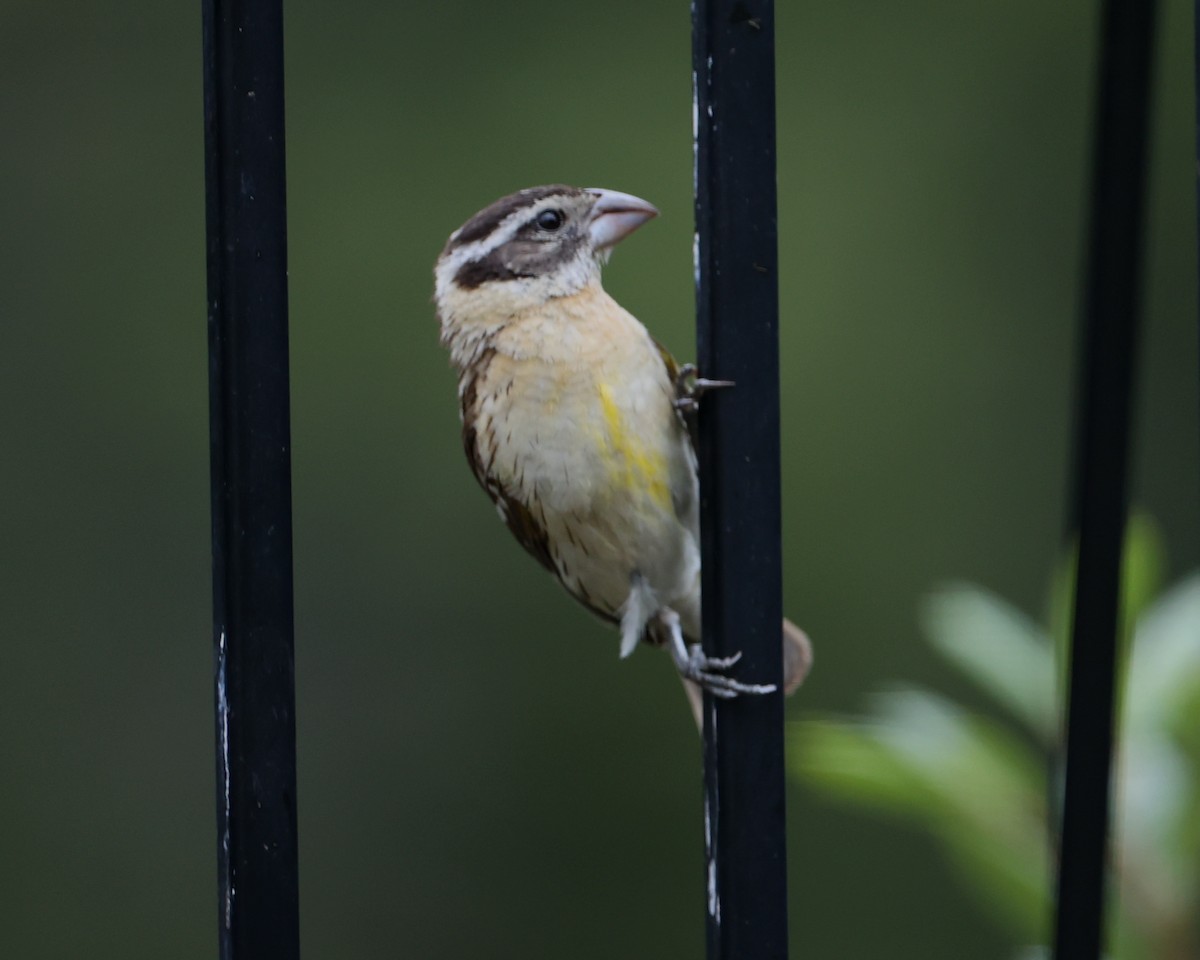 Black-headed Grosbeak - ML620718619