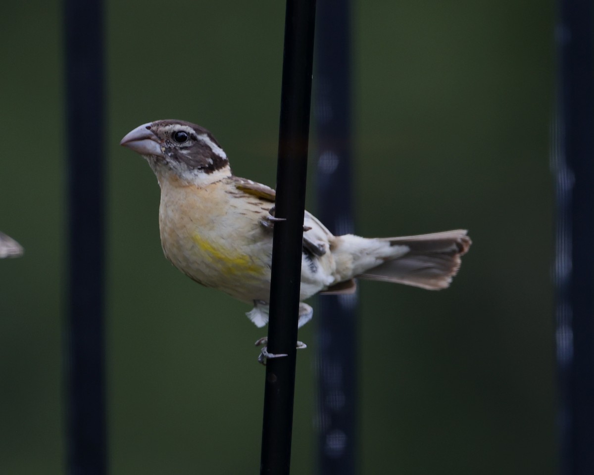 Black-headed Grosbeak - ML620718620