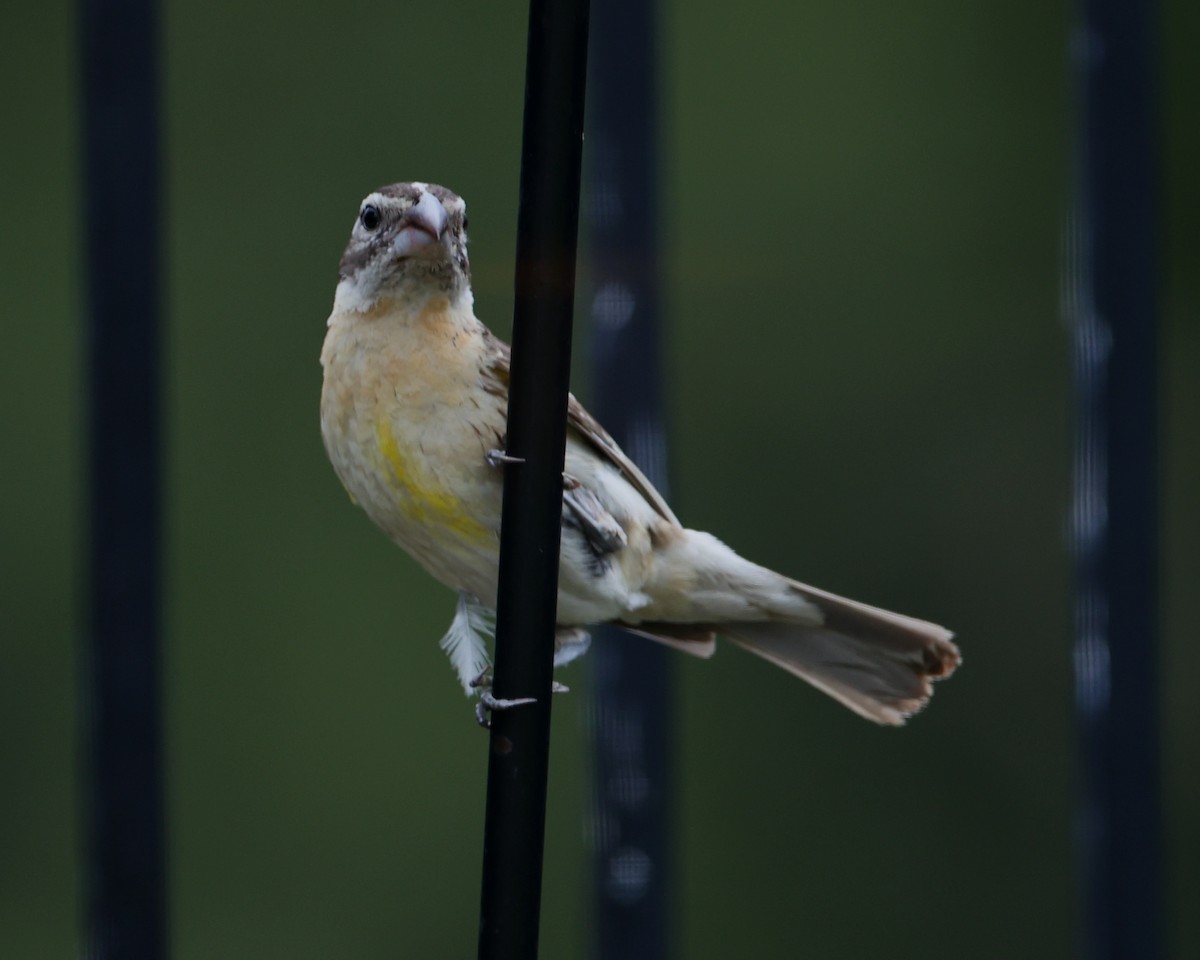 Black-headed Grosbeak - ML620718621