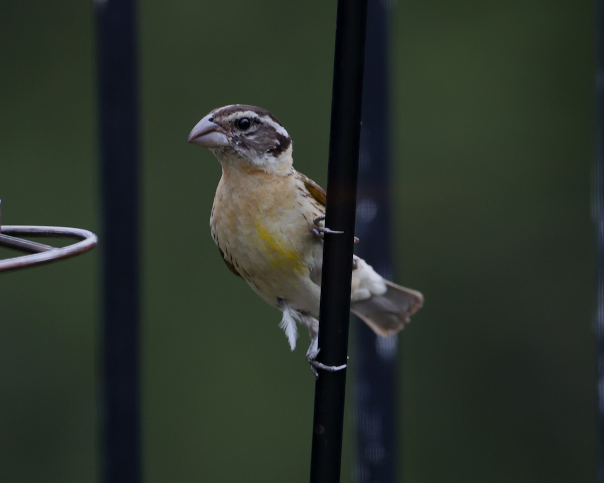 Cardinal à tête noire - ML620718622