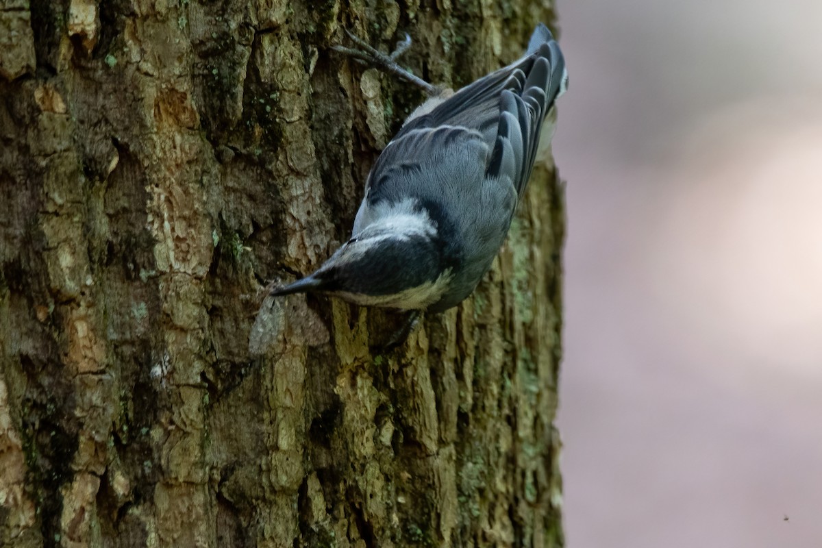 White-breasted Nuthatch - ML620718623