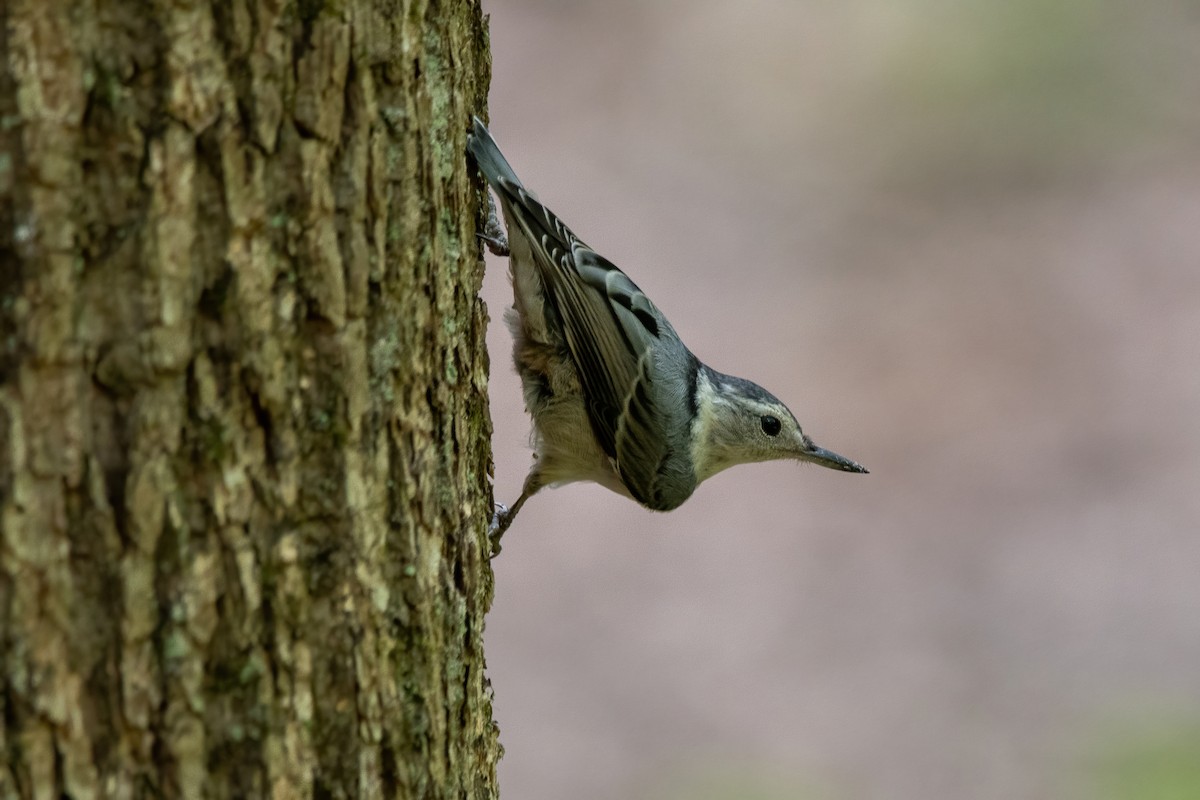 White-breasted Nuthatch - ML620718624