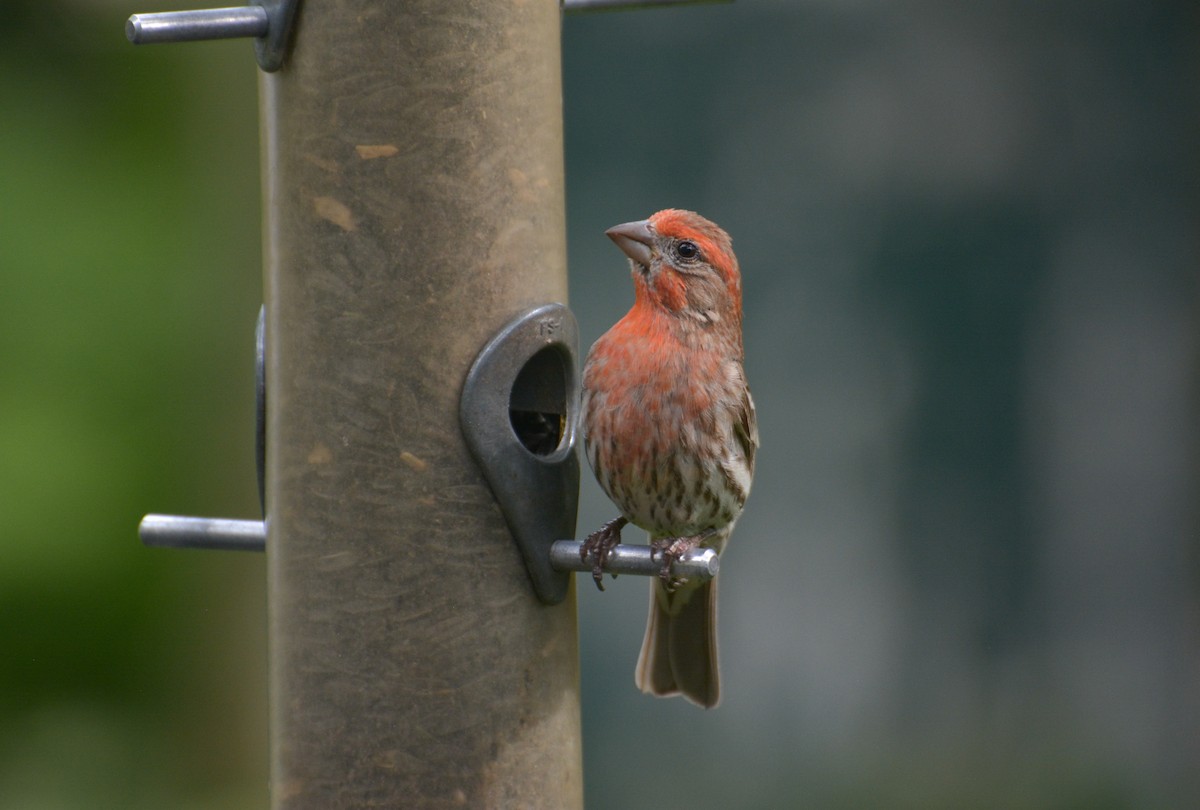 House Finch - ML620718625