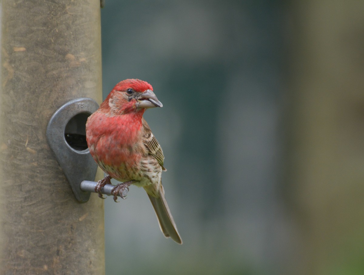 House Finch - ML620718626