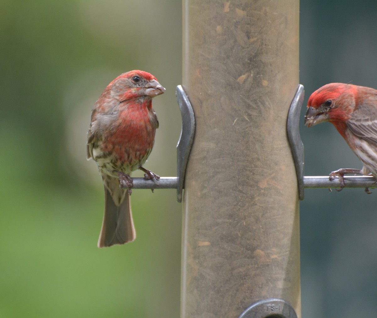 House Finch - ML620718627