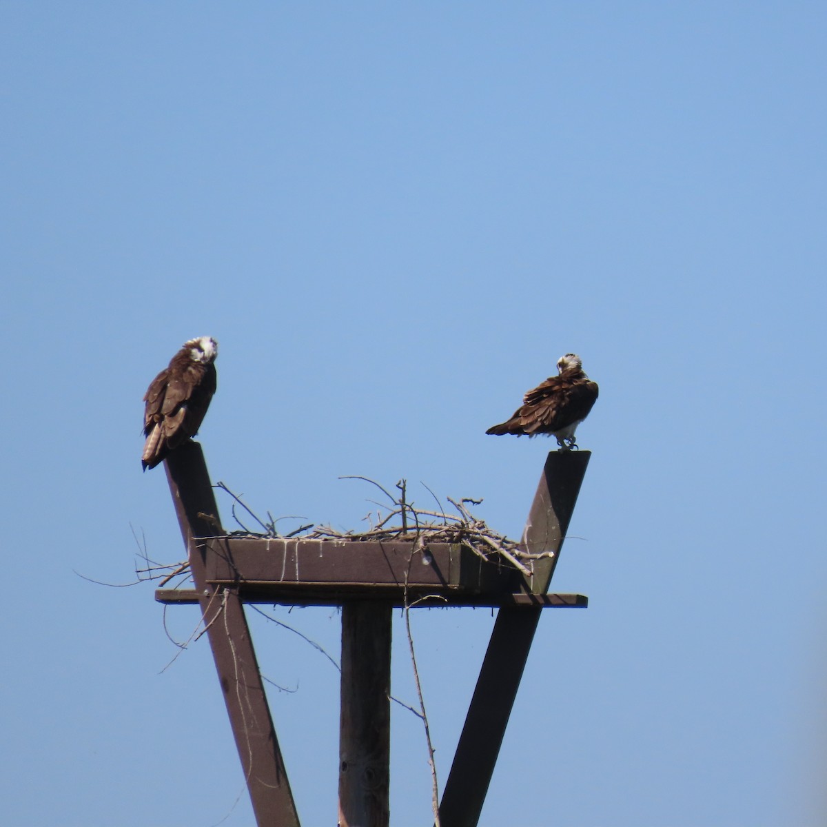 Águila Pescadora - ML620718629